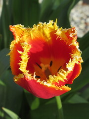 Zbliżenie na pomarańczowe tulipany © Kumulugma