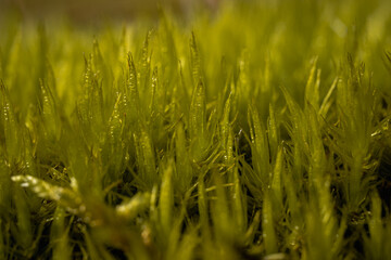 Fresh Green Moss Close Up with Natural Texture and Morning Dew in Forest Macro Background