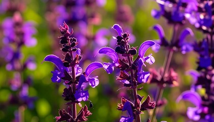 Vibrant purple flowers in bloom (1)