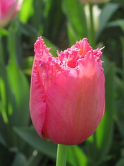 Zbliżenie na różowe tulipany © Kumulugma