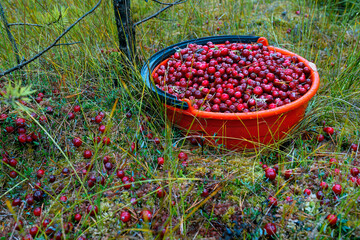 View of a full bucket of cranberries standing in a bog. Cranberry picking in a bog.