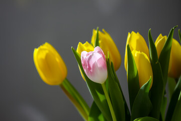 Naklejka premium Elegant yellow tulips blooming in floral bunch.