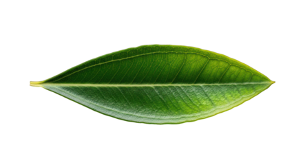 Vibrant Green Leaf with Detailed Veins Against a Striking Black Background