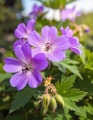 Vibrant purple flowers in garden