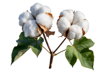 Naturally grown cotton bolls are ready for harvest and textile manufacturing design