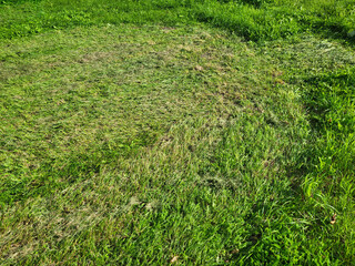 A trimmed green lawn on a sunny summer day
