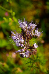 kwiatostan facelii  widok z góry, zbliżenie na kłos kwiatu facelii, Phacelia tanacetifolia, blue phacelia, closeup of lacy phacelia flower spike