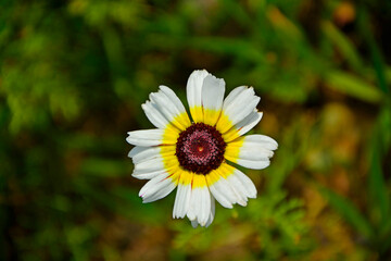 Obraz premium kwiat złocienia trójbarwnego, biało-żółty kwiat złocienia z czerwonym oczkiem, Ismelia wieńcowa, złocień trójbarwny, Ismelia carinata, tricolour chrysanthemum, tricolor daisy, annual chrysanthemum
