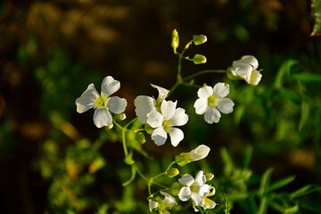 biała gipsówka, łyszczec nadobny, gipsówka wytworna, Gypsophila elegans, White wildflower Gypsophila elegans, annual baby's breath, in flower