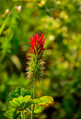 czerwony kwiat koniczyny na rozmytym tle, Koniczyna krwistoczerwona, koniczyna inkarnatka, koniczyna szkarłatna, Trifolium incarnatum, crimson clover	