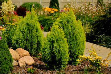 Żywotnik wschodni 'Aurea Nana', trzy żywotniki o jajowatym pokroju na rabacie w ogrodzie, Thuja orientalis, Platycladus orientalis, thuja oriental cultivar Aurea Nana, Arborvitaes Aurea Nana in garden