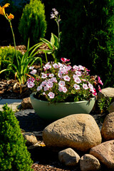 jasnoróżowa petunia w okrągłej donicy obok kamieni, petunia w donicy ogrodowej, pink petunia in a round pot next to stones, petunia in a garden pot,  © kateej