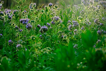 pole kwitnącej faceli pokrytej rosą i oświetlonej słońcem, facelia pod słońce, niebieskie kwiaty facelii na łące, Phacelia tanacetifolia, blue phacelia flowers in the meadow, Lacy phacelia flowers