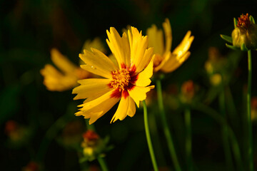 Nachyłek wielkokwiatowy w letnim ogrodzie, Coreopsis grandiflora, żółte kwiaty nachyłka z czerwonym oczkiem, large flowered tickseed in summer garden	