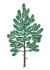 Outline single little fir tree, christmas symbol, vector hand drawn illustration isolated on white background