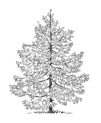 Single fir tree outline, christmas symbol, vector hand drawn illustration isolated on white background