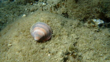 Seashell of bivalve mollusc Glycymeris nummaria on sea bottom, Aegean Sea, Greece, Halkidiki, Pirgos beach © Alexey