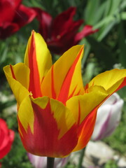 Zbliżenie na kwiat żółto-czerwonego tulipana © Kumulugma