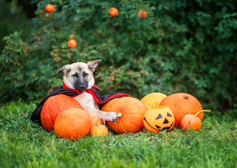 A festive photo with a funny long-eared dog lazily lying in an autumn garden among orange pumpkins in a carnival cloak on Halloween