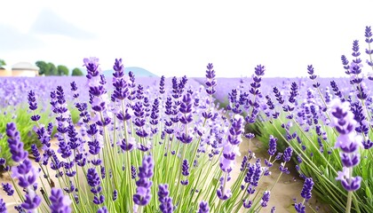 Vibrant purple lavender field
