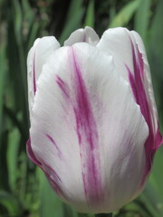 Zbliżenie na biało-fioletowy kwiat tulipana © Kumulugma