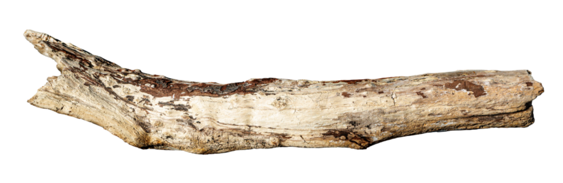 Weathered driftwood log cutout on transparent background