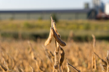Close-up of ripe soybeans. Soybeans and pods in the background with a processing plant.