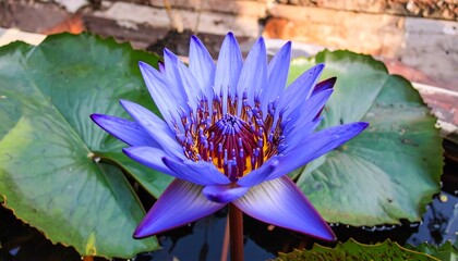 Vibrant purple lotus flower