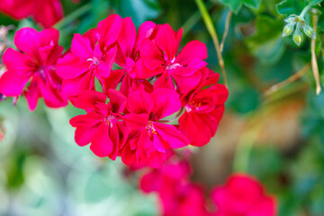 Obraz premium Cluster of pink flowers with green foliage