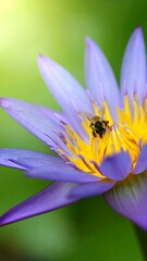 Vibrant purple lotus with bee