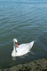 Obraz premium Swan floating on lake water. The image represents wildlife, aquatic environment, animal behavior, and natural habitat concepts.