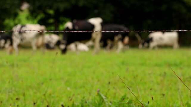 farm animals on a pasture electric fence background 4k 25fps video