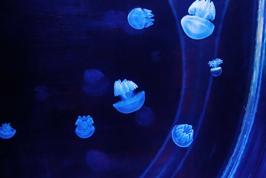 Beautiful Glowing Jellyfish In Macro, Swimming In Aquarium. Mastigias Papua.