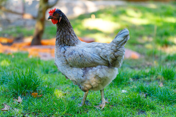 Chicken in Grass