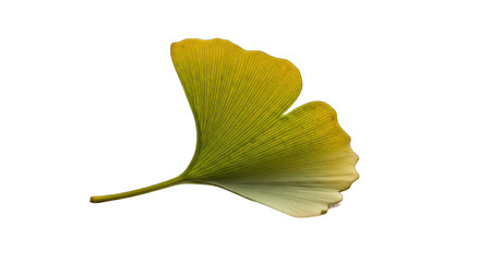 Naklejka premium Translucent Yellow Green Ginkgo Leaf Backlit on Solid Black