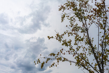 Tree branch with green leaves against cloudy sky. This photo illustrates the concept of nature and weather interaction in outdoor environment
