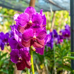 Vibrant purple orchids in a greenhouse
