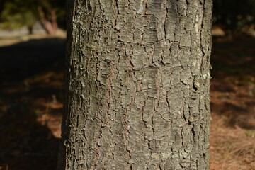 Pinus strobus, the eastern white pine, is a tall evergreen conifer native to eastern North America, with clusters of five needles and long cones. Valued for timber and paper. Photographed in Korea.