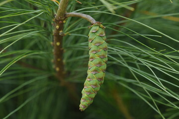 Pinus strobus, the eastern white pine, is a tall evergreen conifer native to eastern North America, with clusters of five needles and long cones. Valued for timber and paper. Photographed in Korea.