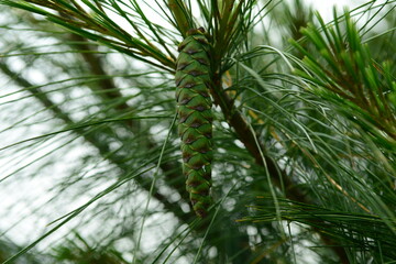 Pinus strobus, the eastern white pine, is a tall evergreen conifer native to eastern North America, with clusters of five needles and long cones. Valued for timber and paper. Photographed in Korea.