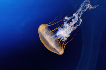 Giant Fluorescent Swimming, Deep Ocean. Graceful Venomous Northern nettle medusa