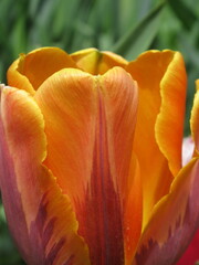 Zbliżenie na pomarańczowe tulipany © Kumulugma