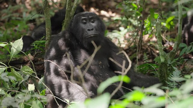 Documentary footage of gorilla trekking in Bwindi Impenetrable Forest, Uganda. Tourists hiking through dense jungle in search of wild mountain gorillas, observing the primates in their natural habitat