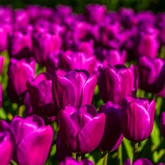 Vibrant purple tulips in a garden (1)