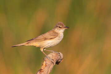 Fototapeta premium Great Reed Warbler standing on branch