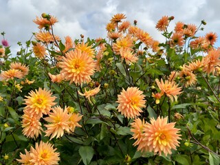 Field of blooming orange dahlias with green foliage under a cloudy sky.