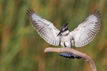 Pied Kingfisher trying to land on a branch