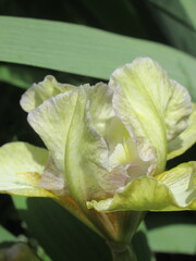 Zbliżenie na kremowe kwiaty irysa © Kumulugma