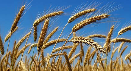 Golden Grain Majesty A close-up shot of wheat against a blue canvas, swaying gently in the breeze, depicting the serene beauty of the countryside