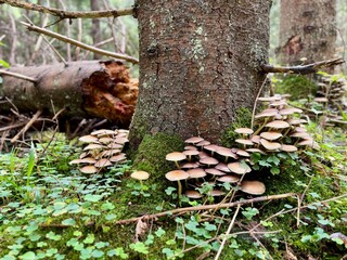 Cluster of wild mushrooms growing at the base of a tree in a green forest with moss and fallen branches.